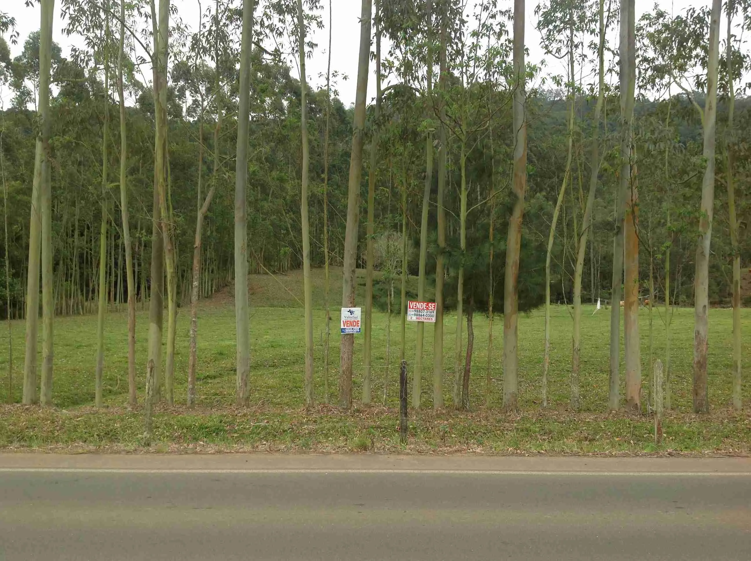 Imóvel (119)Sítio 20.000m2=2,00ha frente p/asfalto estrada geral Vila Nova a 2km centro Santa Rosa do Sul,parte reflorestada c/ eucalípto,fundos bananal,vertente c/ água potável,frente pastagen